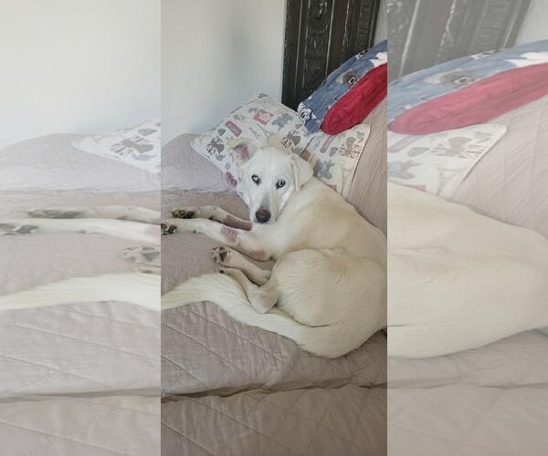 Medium Photo #2 Labrador Retriever-Unknown Mix Puppy For Sale in Coldwater, MI, USA