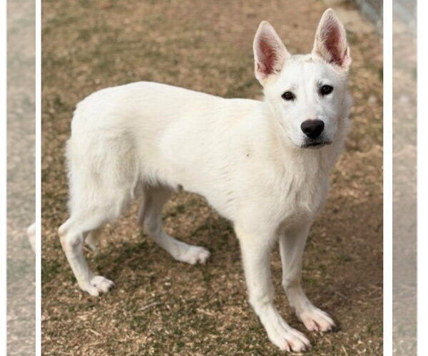 Medium Photo #13 Siberian Husky-Unknown Mix Puppy For Sale in Canton, CT, USA