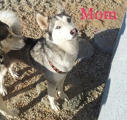 Mother of the Siberian Husky puppies born on 04/21/2017