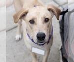 Small #4 Labrador Retriever Mix