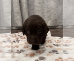 Puppy Gold Labrador Retriever