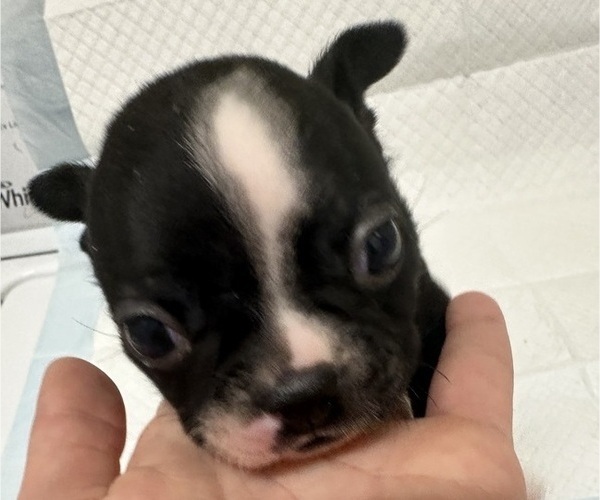 Medium Photo #3 Boston Terrier Puppy For Sale in JACKSONVILLE, NC, USA