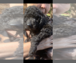 Small #1 Goldendoodle-Poodle (Standard) Mix