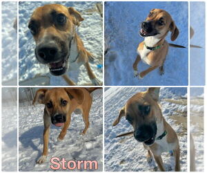 Chihuahua-Labrador Retriever Mix Dogs for adoption in Pierceton , IN, USA