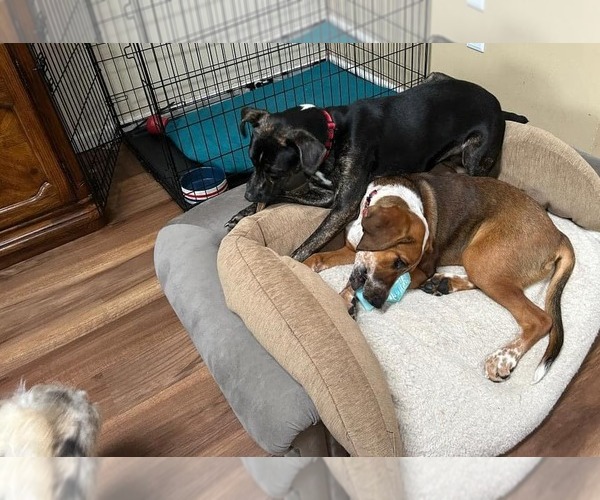 Medium Photo #24 Mutt Puppy For Sale in Woodbury, NY, USA