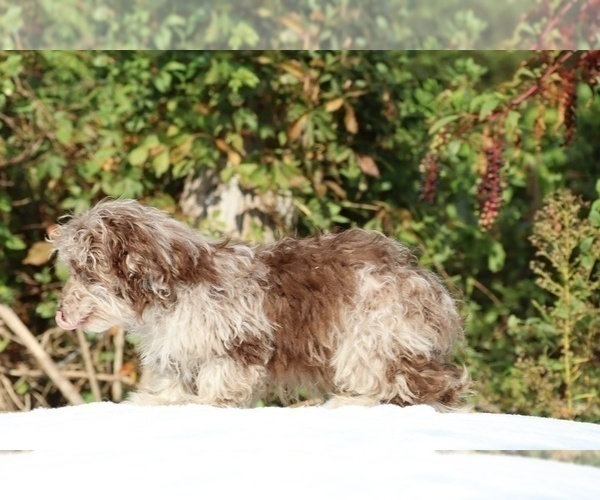 Medium Photo #28 ShihPoo Puppy For Sale in DYERSBURG, TN, USA