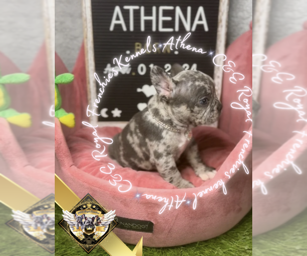 Medium Photo #17 French Bulldog Puppy For Sale in ATHENS, GA, USA