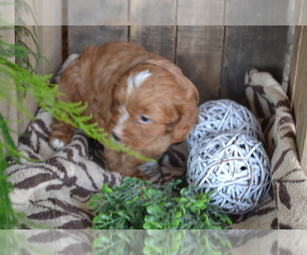 Medium Photo #15 Cavapoo mix (+ Poodle Miniature) Puppy For Sale in GREENWOOD, WI, USA