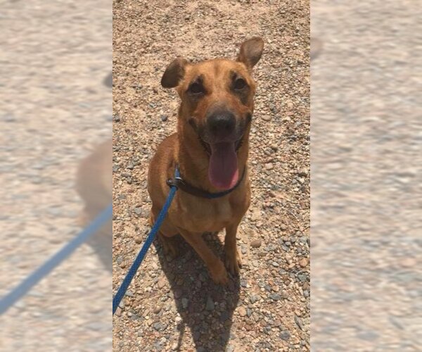 Medium Photo #1 Mutt Puppy For Sale in Jackson, MS, USA