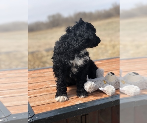 Medium Photo #3 Portuguese Water Dog Puppy For Sale in STERLING, CO, USA