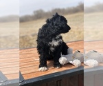 Small Photo #3 Portuguese Water Dog Puppy For Sale in STERLING, CO, USA