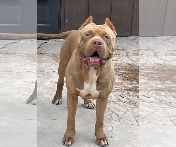 Medium Photo #2 American Bulldog Puppy For Sale in Royal Palm Beach, FL, USA