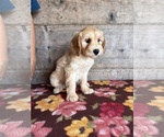 Small #27 Goldendoodle mix (+ Poodle Miniature)