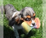 Small Photo #12 Cavalier King Charles Spaniel Puppy For Sale in CARLISLE, KY, USA