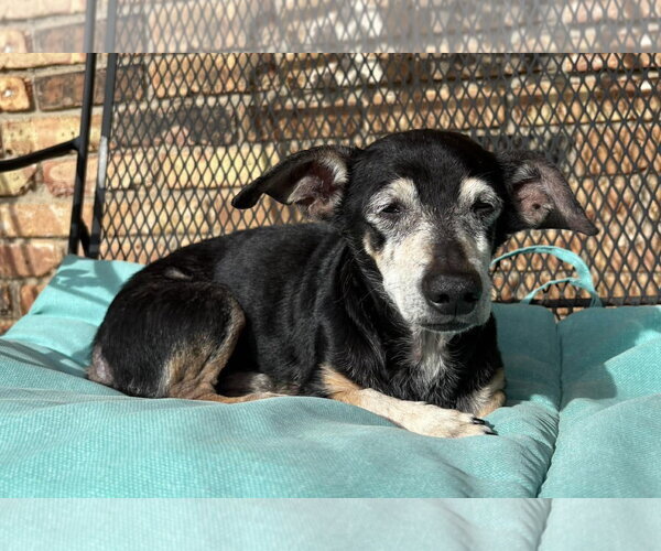 Medium Photo #2 Chiweenie Puppy For Sale in Boonton, NJ, USA