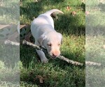 Small Photo #14 Labrador Retriever Puppy For Sale in LEASBURG, MO, USA