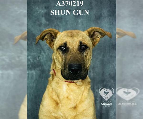 Medium Photo #2 Labrador Retriever Puppy For Sale in Stockton, CA, USA