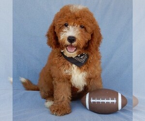 Goldendoodle (Miniature) Puppy for sale in MILLERSBURG, OH, USA