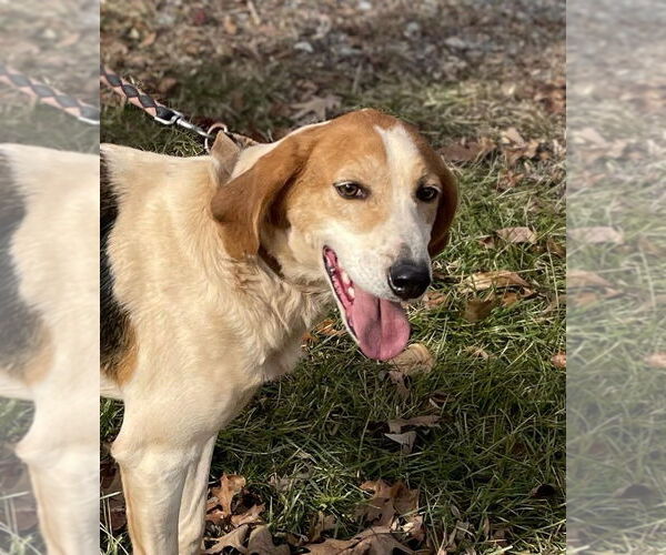 Medium Photo #1 English Foxhound-Unknown Mix Puppy For Sale in Rustburg, VA, USA