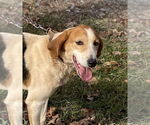 Small English Foxhound Mix