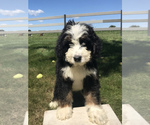 Small Photo #2 Bernedoodle (Miniature) Puppy For Sale in GOSHEN, IN, USA