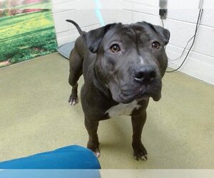 American Pit Bull Terrier-Chinese Shar-Pei Mix Dogs for adoption in Moreno Valley, CA, USA