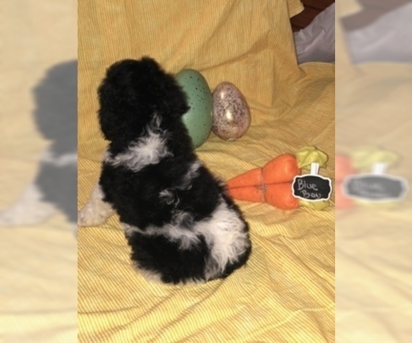 Medium Photo #2 Poodle (Standard) Puppy For Sale in BELLA VISTA, AR, USA