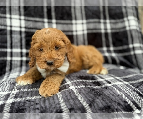 Medium Photo #5 Cock-A-Poo Puppy For Sale in LAKELAND, FL, USA