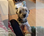 Small #2 Poodle (Miniature) Mix