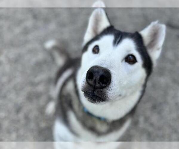 Medium Photo #1 Siberian Husky Puppy For Sale in Ames, IA, USA