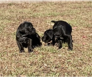 Cane Corso Puppy for sale in WINNABOW, NC, USA
