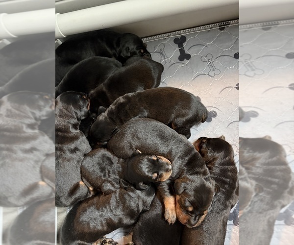 Medium Photo #14 Doberman Pinscher Puppy For Sale in CHEPACHET, RI, USA