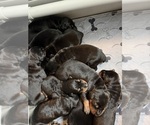 Small #13 Doberman Pinscher