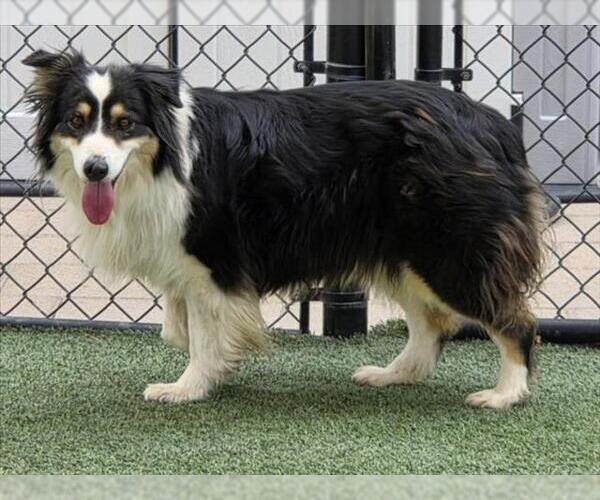 Medium Photo #1 Australian Shepherd Puppy For Sale in Norco, CA, USA