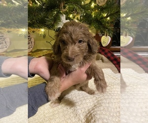 Aussiedoodle Puppy for sale in KNOXVILLE, TN, USA