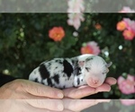 Puppy Topaz Australian Shepherd
