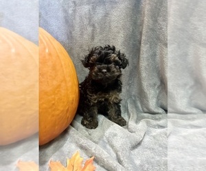 YorkiePoo Puppy for sale in CONWAY, SC, USA