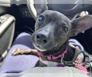 Chihuahua Dogs for adoption in Mundelein, IL, USA