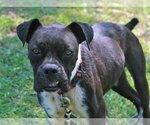 Small Photo #3 Boston Terrier-Boxer Mix Puppy For Sale in Attalka, AL, USA