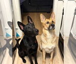Small #18 German Shepherd Dog