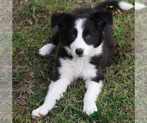 Border Collie Puppy for sale in DOUGLASS, KS, USA