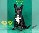 Small #1 Australian Kelpie-Labrador Retriever Mix