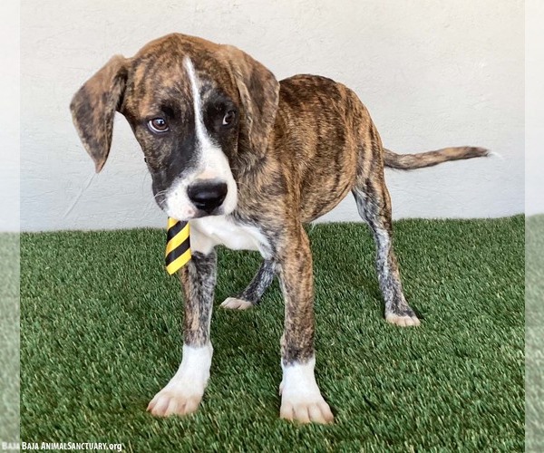 Medium Photo #3 Boxer-Plott Hound Mix Puppy For Sale in San Diego, CA, USA
