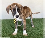 Small #2 Boxer-Plott Hound Mix