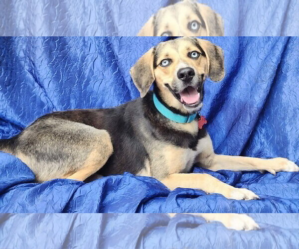 Medium Photo #2 Beagle-Siberian Husky Mix Puppy For Sale in Cuba, NY, USA