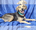 Small #1 Beagle-Siberian Husky Mix