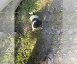 Small #10 Schweenie