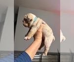 Small #7 English Bulldog