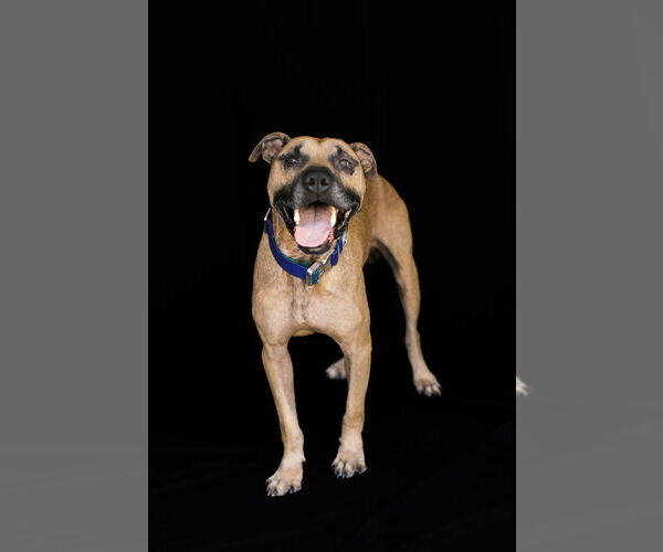 Medium Photo #3 American Pit Bull Terrier Puppy For Sale in Orlando, FL, USA