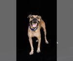 Small #2 American Pit Bull Terrier
